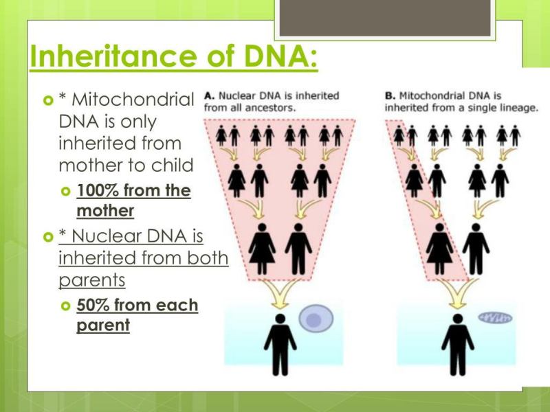 My mtDNA over the past 250 years